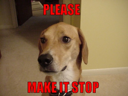 makeitstopdog-Hoju.jpg