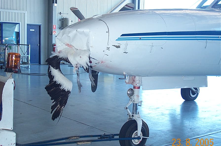 Plane eats Pelican.jpg